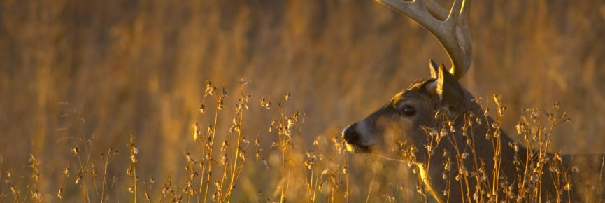 Shop Deer Scouting Supplies